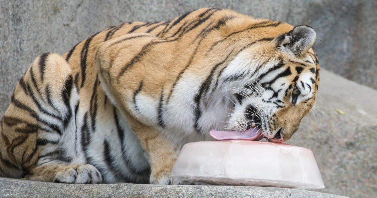 Zoo Animals Beat The Heat With Large Frozen Treats - CBS Chicago