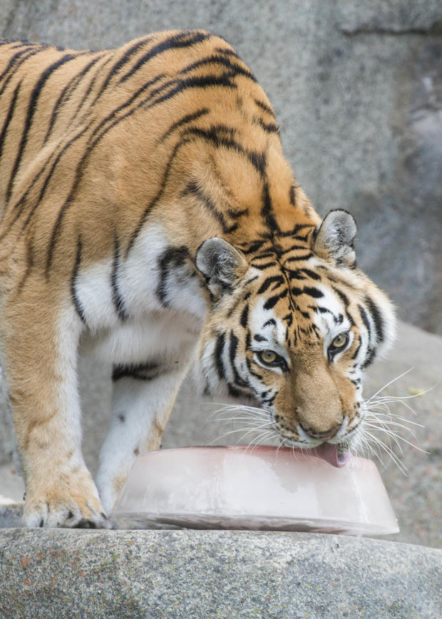 Tiger With Block Of Ice 