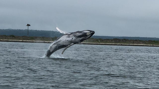 baby-humpback-whale.jpg 