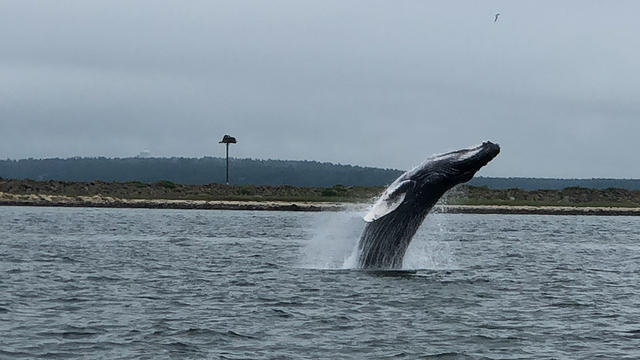 baby-humpback-whale-2.jpg 