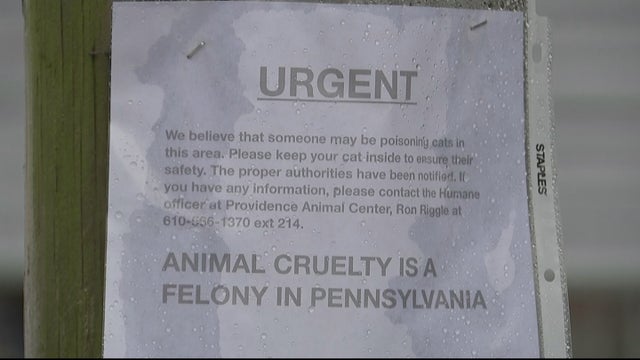 animal cruelty flyer 