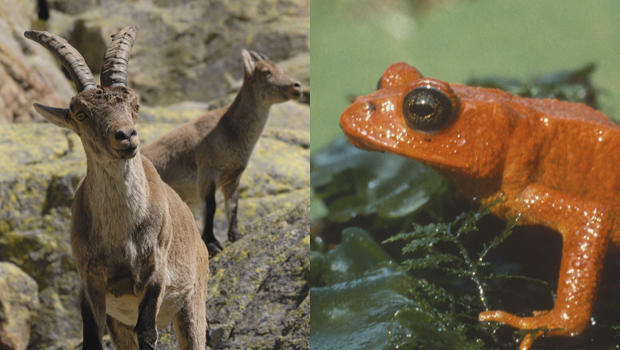 pyrenean-ibex-extinct-2000-golden-toad-extinct-1989-montage-620.jpg 