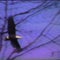 From 1979: Oil refinery vs. bald eagle