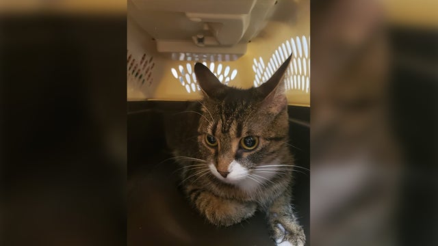 abandoned-cat.jpg 