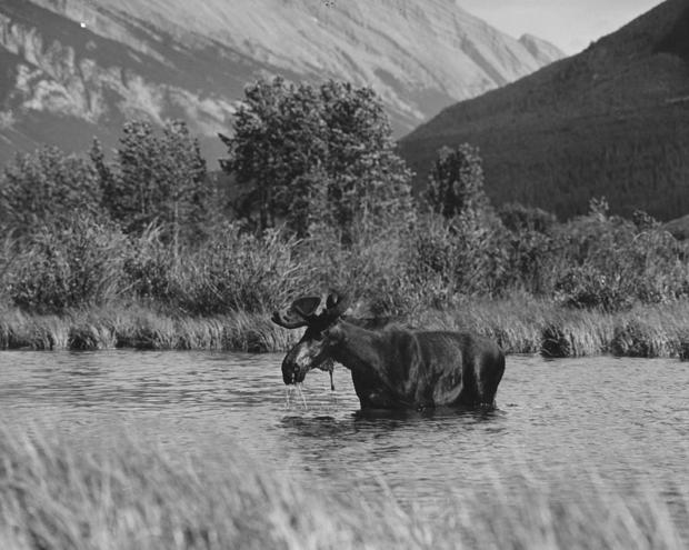 Moose Bathing 