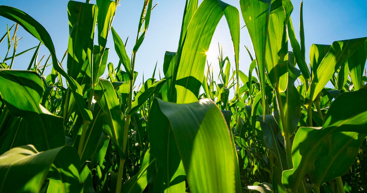 Corn Sweat Makes Heat Wave Even More Dangerous Cbs News