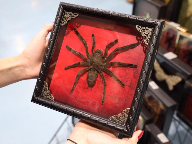 jake-barlow-oddities-and-curiosities-expo-41.jpg