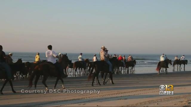 Chincoteague-Pony-Swim.jpg 