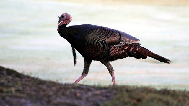 wildturkey-1-1.jpg 