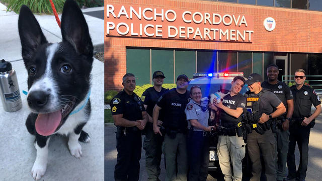 rancho-dog-rescued.jpg 