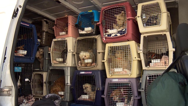puppy-mill-busted-3.jpg 