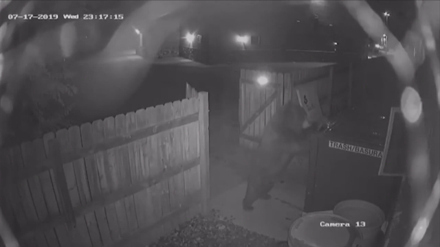 BEAR DUMPSTER 10PKG.transfer_frame_1010 