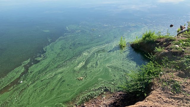 windsor-prc-blue-algae-pic.jpg 