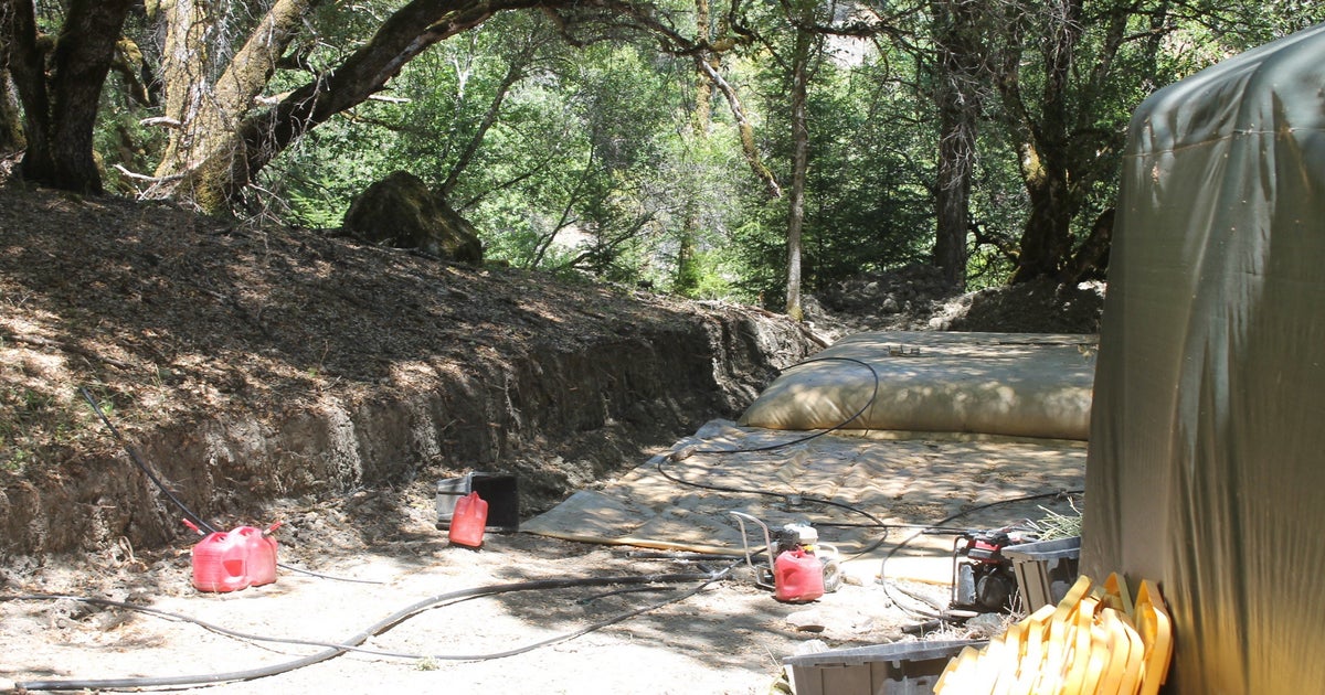 42,000 Marijuana Plants Destroyed In Mendocino Illegal Pot Farm
