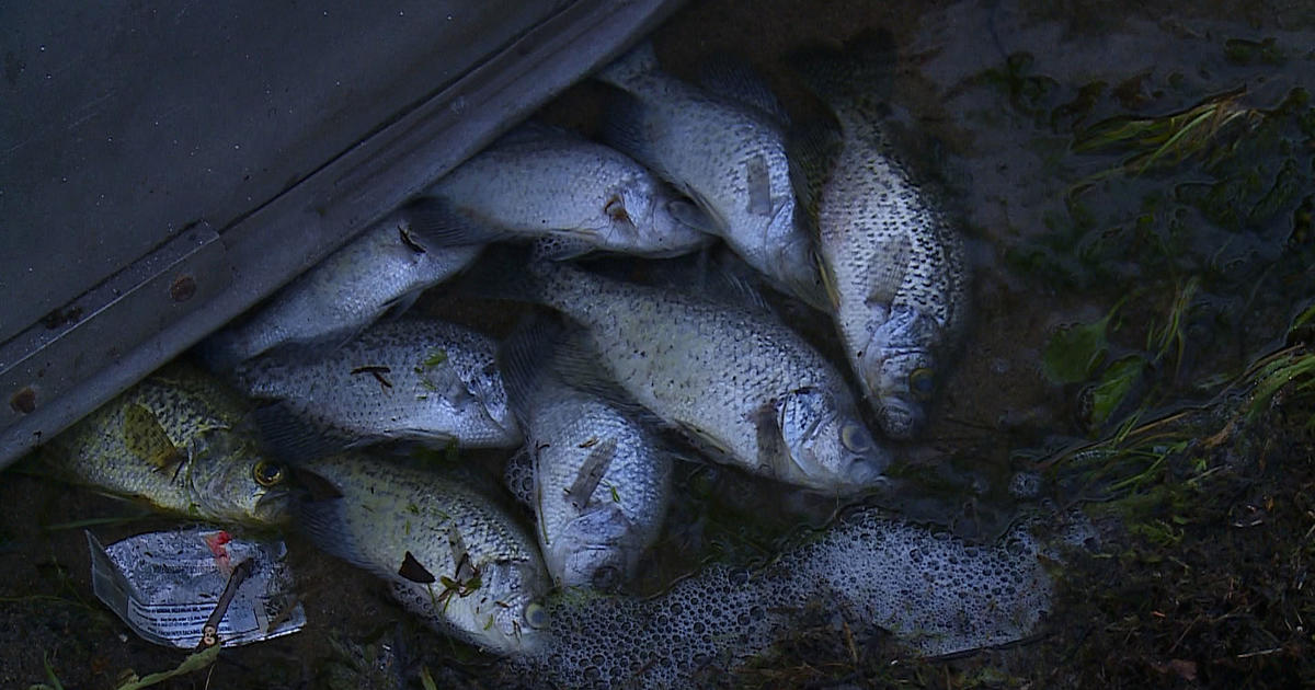 More fish kills reported in Miami-Dade