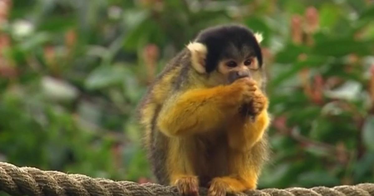 12 monkeys stolen from Louisiana zoo, officials say