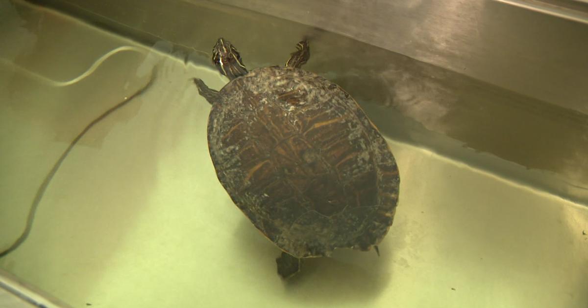 Injured Turtle Recovering Well After Having Damaged Flipper Amputated ...