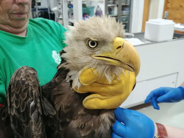 injured eagle 