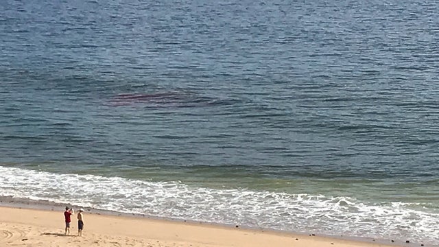 blood-shark-truro.jpg 