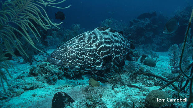 grouper-waiting-for-a-meal-photo-by-tom-campbell-620.jpg 