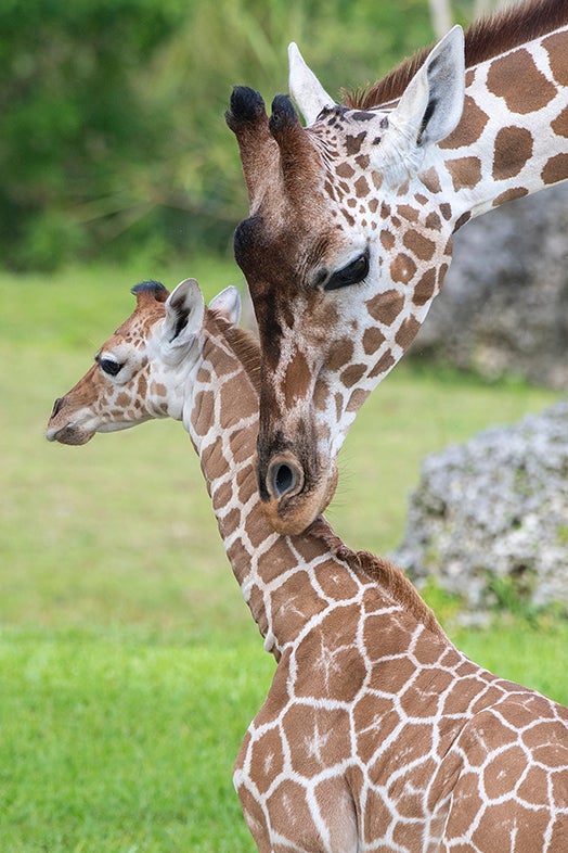 PIX: Baby Giraffe Makes Public Debut At Zoo Miami