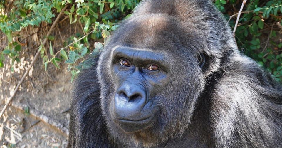 Trudy gorilla: Trudy, the oldest gorilla in captivity, dies at 63 at ...