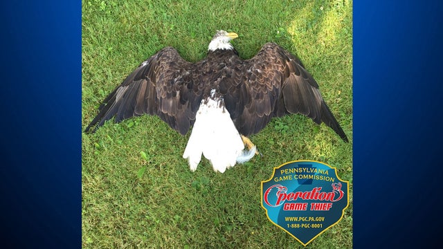 bald-eagle-final.jpg 