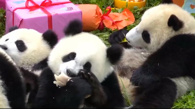 Panda Birthday 