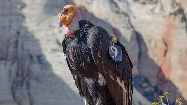 california-condor-409-zion-national-park-promo.jpg 