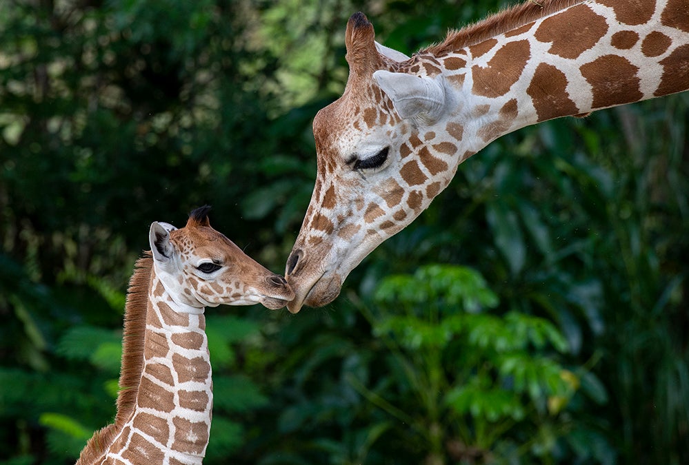 PIX: Baby Giraffe Makes Public Debut At Zoo Miami