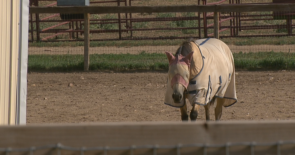 Longmont Nonprofit On Alert To Keep Horses Safe From 'VSV' CBS Colorado