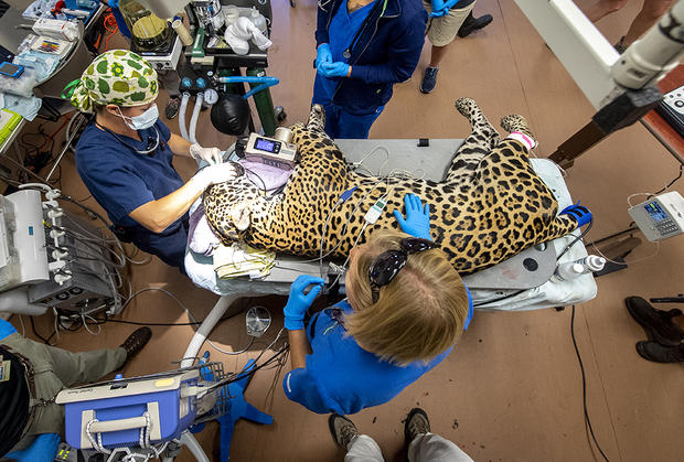 Jaguar Medical Exam at Zoo Miami 