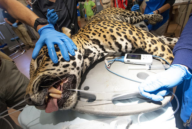 Jaguar Medical Exam at Zoo Miami 
