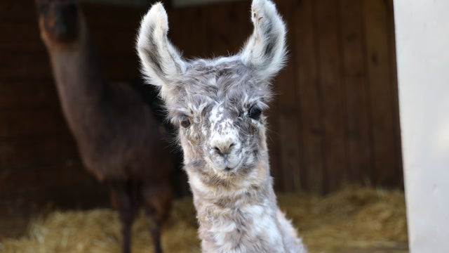 baby-llama.jpeg 
