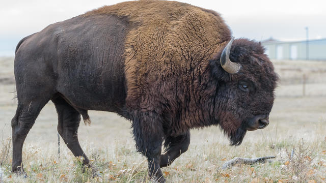 American Bison Bull - Genetically Pure Specimen 