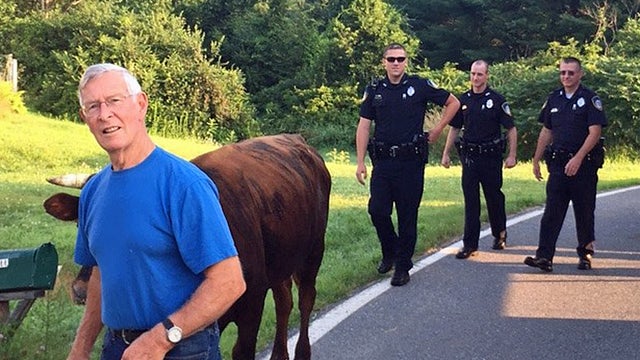 Groton-loose-bull-corralled-1-PD-pic.jpg 