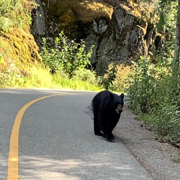 black bear encounter via Sherry Moore 