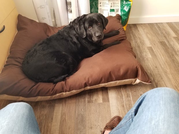 stolen car dog new pics 3 