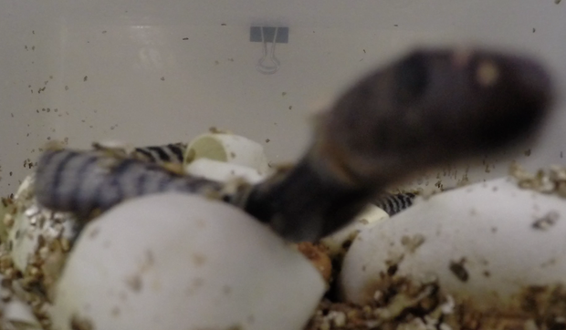 Spitting cobras hatch 