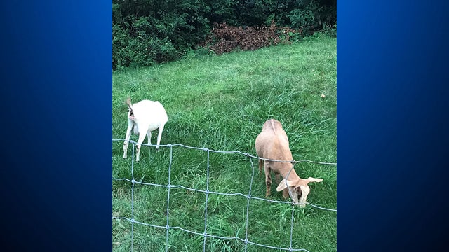 NorwinGoats.jpg 