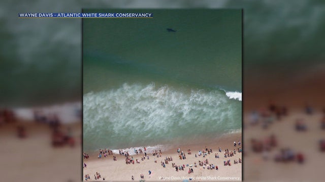 wellfleet-aerial-shark.jpg 