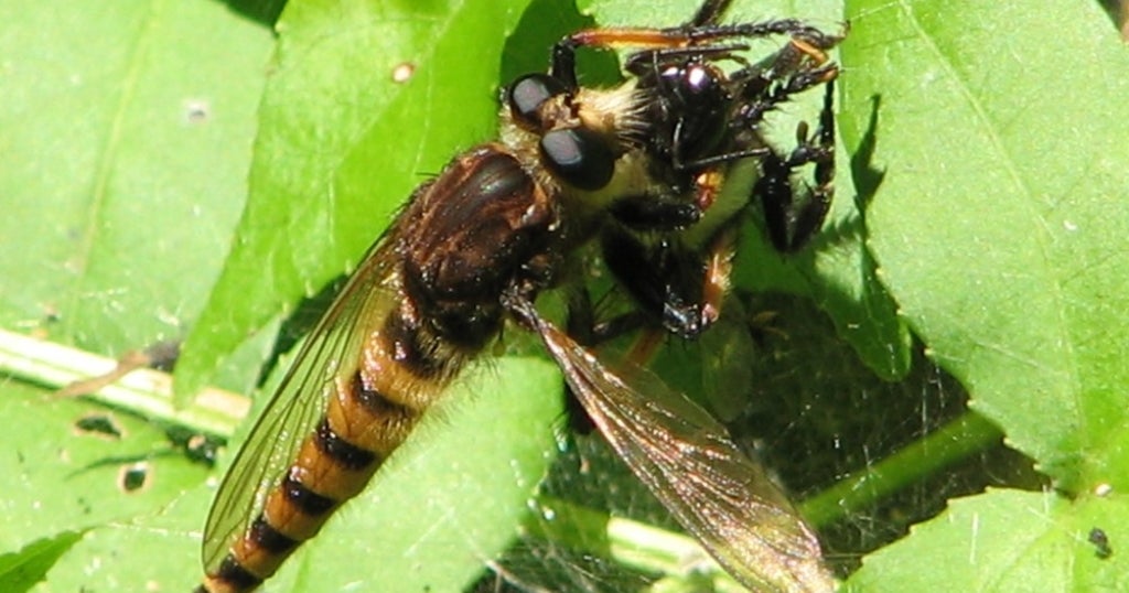 Giant 'Bee Panther' Insect Snacks On Wasps And Bees - CBS New York
