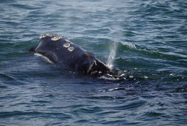 Right Whale Protection 