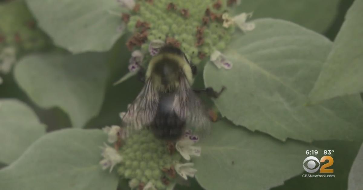 Beeutiful NYC's High Line The Place To Bee For Vital