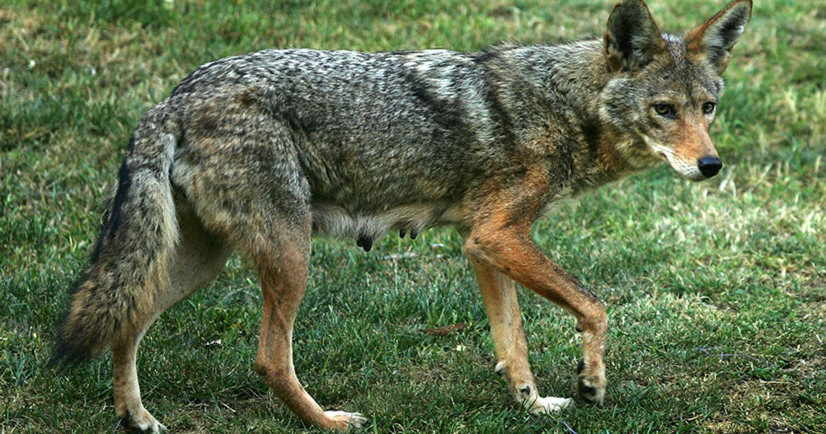 After another N.J. coyote attack, here's what to do if one approaches you 