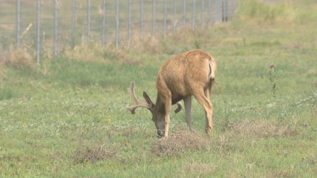 PRAIRIE DOG PLAGUE 10PKG_frame_180 