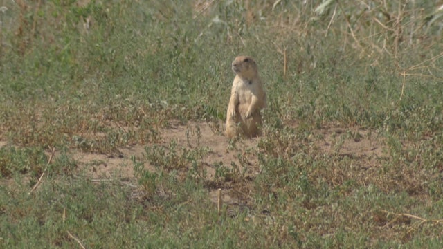 PRAIRIE DOG PLAGUE 10PKG_frame_540 