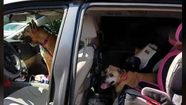 CNNdogs.jpg 