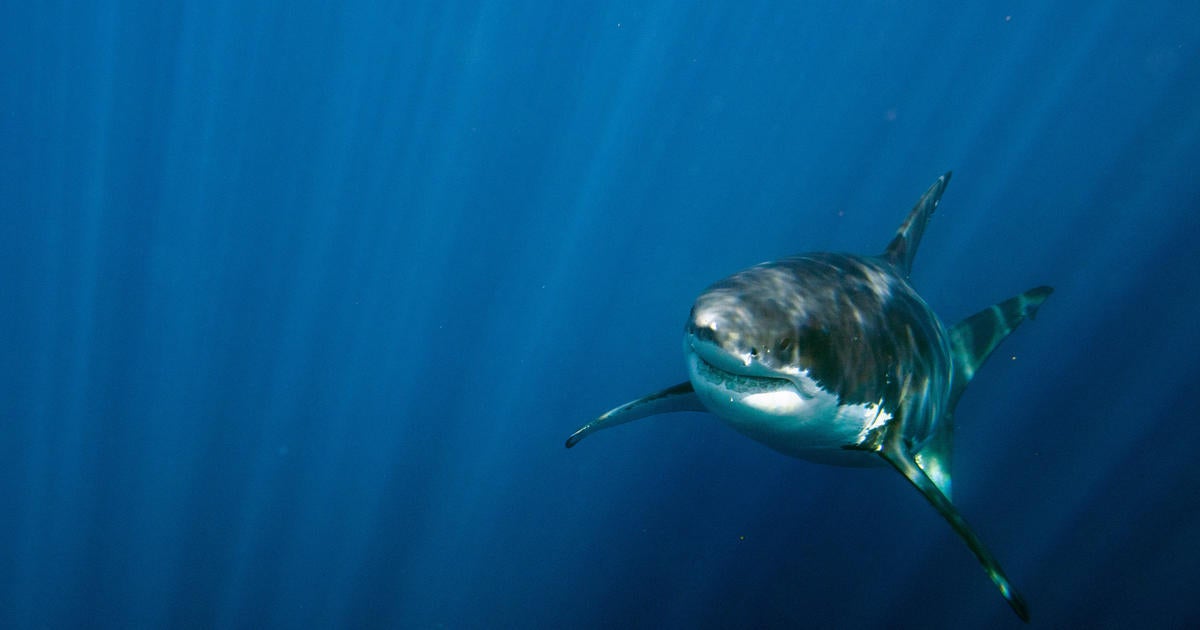 7 Ways To Fight Back Against A Shark In An Attack - CBS Detroit