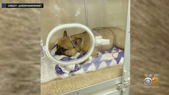 Dog Suffers Minor Injuries After Plunging Off Building, Crashing Through Car's Sunroof 